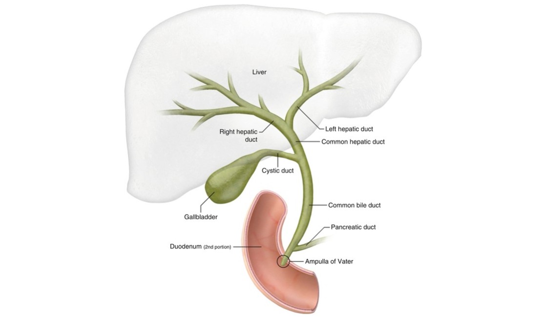 Understanding the Common Bile Duct: A Comprehensive GI Surgery Guide